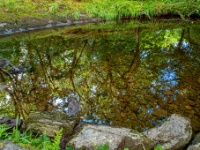 Glengarriff Woods Nature Reserve